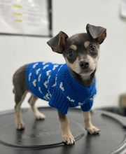 Humane Society Of Greater Miami North image 10