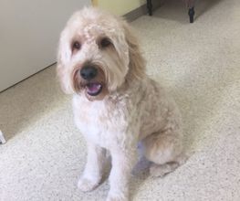 Hundesalon Baselland - Wir bieten den Tieren eine professionelle Fellpflege. Ein liebevoller und herzlicher Umgang mit Ihrem vierbeinigen Familienmitglied ist für uns oberstes Gebot!