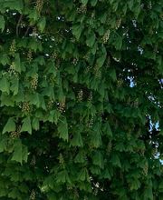 Reethaus Svantevit - Ferienhaus Bild 2