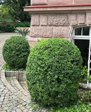 Gartenservice Mark Miess Bild 18