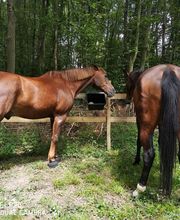 CENTRE SHENYU image 12