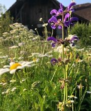 Marti Garten AG Bild 5