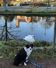 FRED INTERACTION CANINE image 2