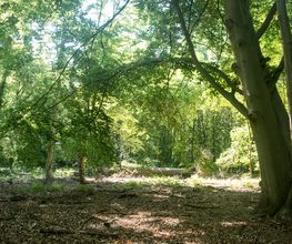 FriedWald Goch-Tannenbusch Bild 9