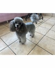 Au Chien Chic image 2