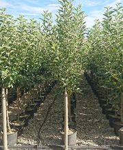 Pepinieres Benoit " La Bartholette SARL " image 4