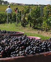 Domaine du Paradis image 5