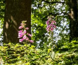 FriedWald Ostheide Bild 10