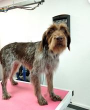 Toutou Tip Top image 11