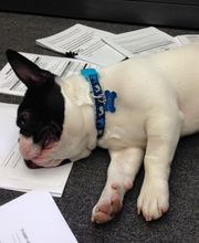 West Park Animal Hospital image 12