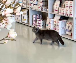 Katzen-Praxis.ch Bild 5