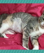 Oakhurst Veterinary Hospital image 9