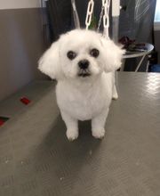 Chadog Toilettage image 10