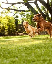 Loyalsock Animal Hospital image 7