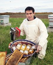 Abeille De Ré image 11