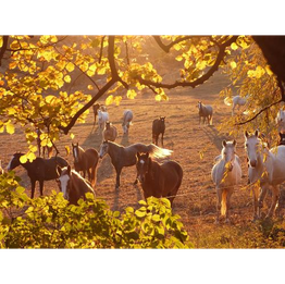 les Chevaux du Verdon