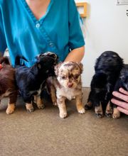 ClinicVet Vétérinaire Broglie image 1