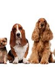 Chenil Kennels Stillwagon Bild 4