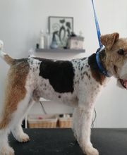 Stylichien image 9