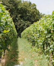 Vom FriedWald aus blickt man auf das bedeutende Weinbaugebiet am Heuchelberg.
