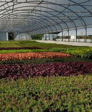 Damien Vivier Pépinières image 7