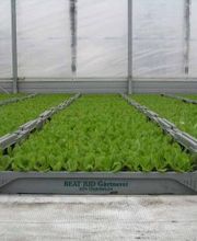 Jud Bio-Jungpflanzen AG Bild 2