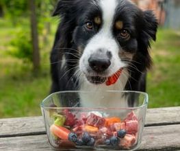 Lina, Hundert Prozent wau, Gesundheit, Training und Unterstützung für Hunde und ihre Menschen, Sandra Egli Bild 14