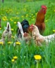 La Poussinière SCEA image 3