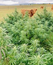 Canbas Hanfshop Bild 2