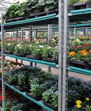 Grüner Holländer Berlin Bild 2