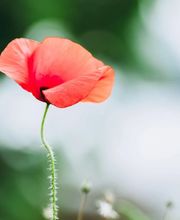 Pompes Funèbres du Léman Sàrl Bild 2