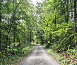 FriedWald Wiesenbach Bild 2