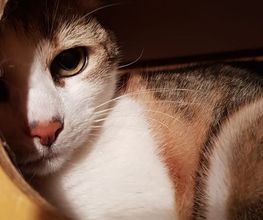 Pas Chiens Pas Chats image 9