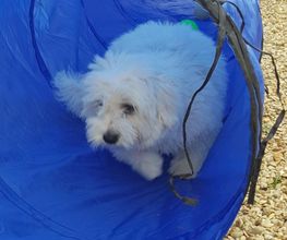 Keep Cool Dog image 14