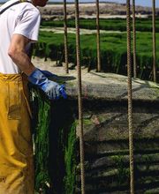 Trégor Coquillages Crustacés image 3