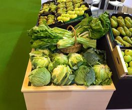 frutas-y-verduras-carmelo-beltran-lechuga-03.jpg