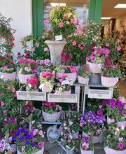 Kati's Blütenmeer Bild 2