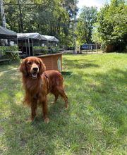 Dogcoach Hundezentrum Bild 6