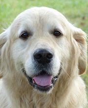 Elevage des Rives de la Bidouze image 9