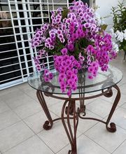 JB orchids imagen 1