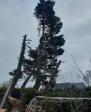 PAUL Elagage image 7