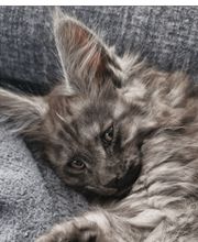 L'Empire des Néphilims image 1