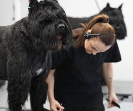 Doggrooming Ramstein Bild 8