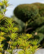 Bruno Preite Gartengestaltung und Gartenpflege - Ihr Gartenbauer im Limmattal, im Aargau & Zürich. Bild 2