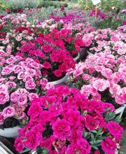 Gallery Professionale