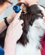 Tierarzt Aachen, Tierärztliches Zentrum für Chirurgie Dr. Kinzel Aachen Bild 4