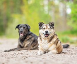 BC Tierfotografie