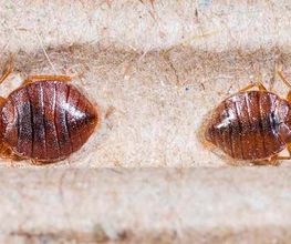 PLAGA-CHINCHES-LLEIDA.jpg