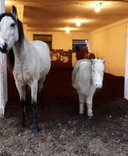 Equinus Sanitas Bild 8