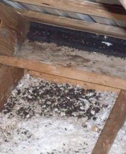 Critter Control - Newburgh image 2